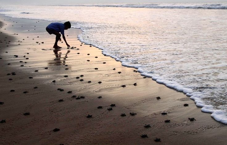 Olive Ridley sea turtles nesting at Gahirmatha Beach, Odisha